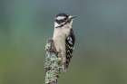 Male Downy woodpecker, Kentucky Art Print